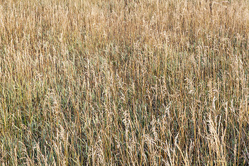 Image showing grass meadow in late summer