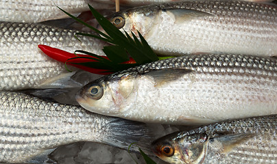 Image showing fresh fish on ice with chili