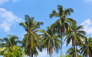 Image showing palms against pretty blue sky useful as a background
