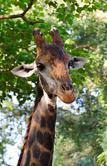 Image showing close up of giraffe face