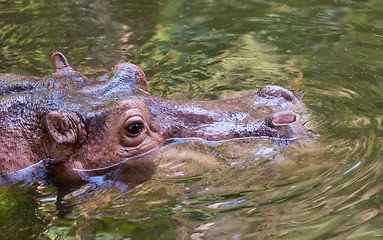 Image showing Hippo sitting in the wate