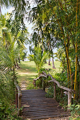 Image showing wooden bridge in the jungle