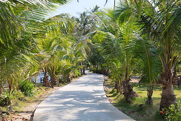 Image showing road through the palm trees