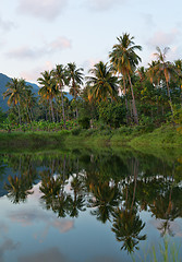 Image showing reflection of palm trees on the river