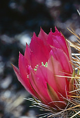 Image showing Cactus Flower