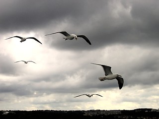 Image showing Seagulls