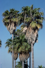 Image showing Palm Trees