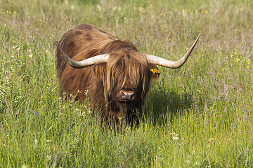 Image showing 1430 Highland cattle
