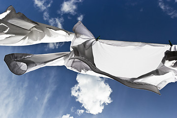 Image showing 1444 White shirts drying on washing line