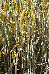 Image showing Crops spoiled by rains