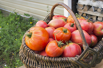 Image showing Red tomatoes in a wicker basket