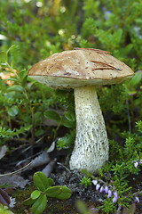 Image showing Brown cap boletus in forests