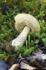 Image showing Brown cap boletus