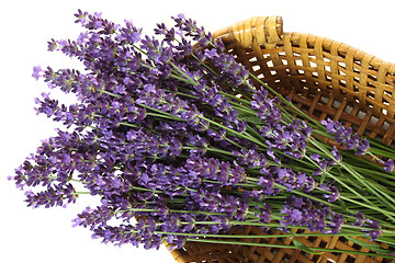 Image showing Lavender