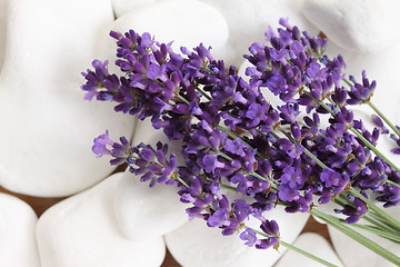 Image showing Lavender