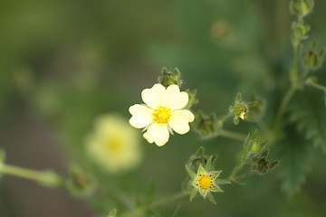 Image showing Yellow flower on green background 2