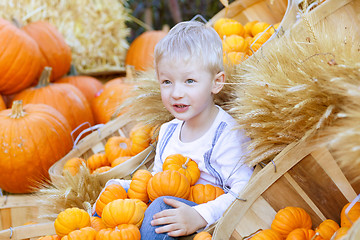 Image showing boy at the pumpkin patch