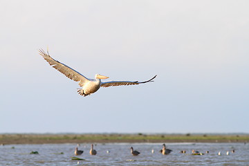 Image showing beautiful pelican in flight