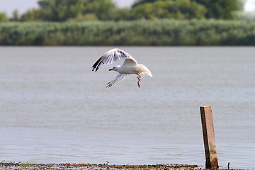 Image showing bird taking flight from a wood pile