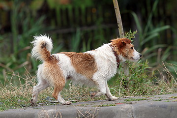 Image showing brown  and white little dog