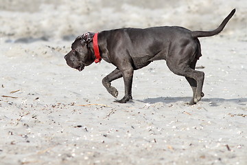 Image showing cane corso on the beack