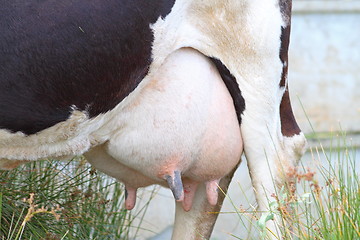 Image showing close-up of a cow udder