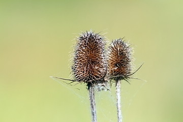 Image showing closeup of faded thistle
