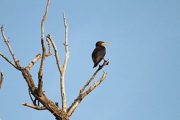 Image showing great cormoran on dead tree