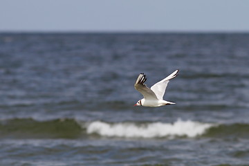 Image showing gull in flight over the sea