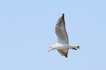 Image showing gull over blue sky