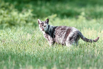 Image showing mottled cat in the green grass