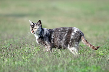 Image showing mottled kitten