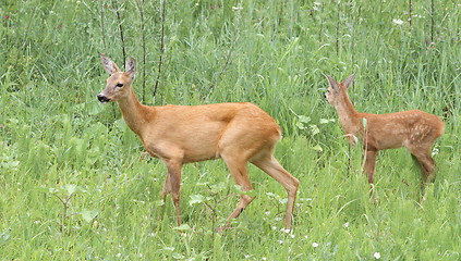 Image showing roe deer doe and fawn in the grass