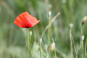 Image showing red summer wildflower