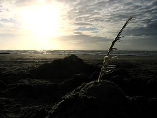 Image showing Feather in the sand at sunset