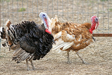 Image showing two male turkeys