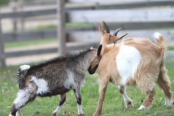 Image showing two young goats at the farm