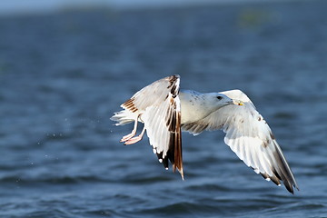 Image showing white gull flying over blue water