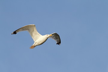 Image showing white gull flying sky background
