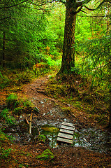 Image showing Deep in the forest