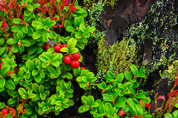 Image showing Cranberries