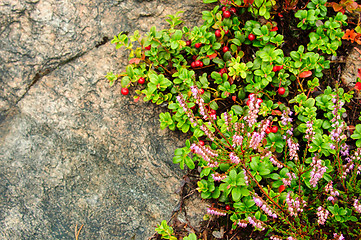 Image showing Heather and cranberries against rock