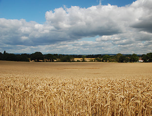 Image showing Clouds gathering over a wheat field