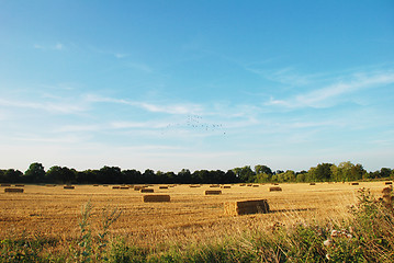 Image showing Flock of birds above a field of straw bales