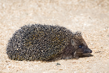 Image showing hedgehog