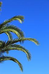 Image showing Green palm fronds against a blue sky