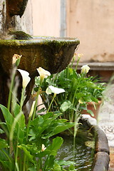 Image showing Arum lilies