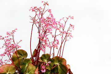 Image showing Pretty pink pelargonium flowera