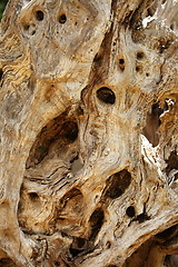 Image showing Background texture of gnarled knotty wood