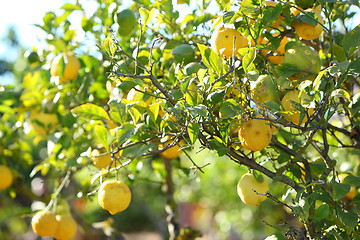 Image showing Fresh lemons growing on a tree